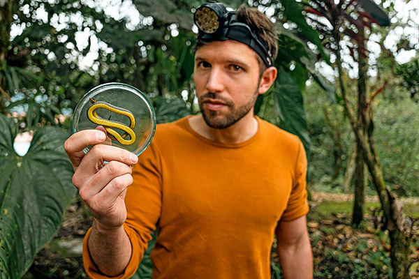 Image showing a researcher holding a new species of snake