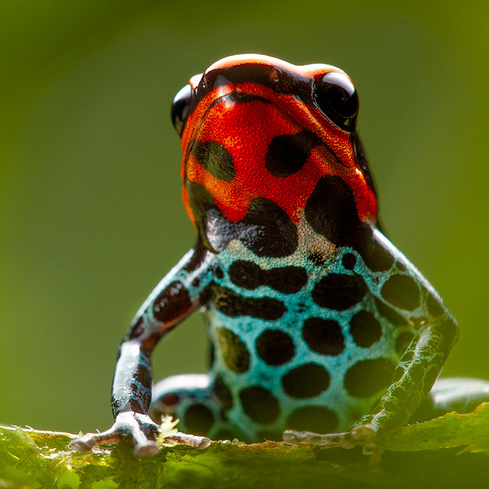 Ranitomeya ventrimaculata